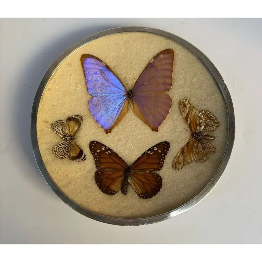 Vintage 1960s MCM Butterfly Specimen
Framed  Display Wall Decorative Plaque